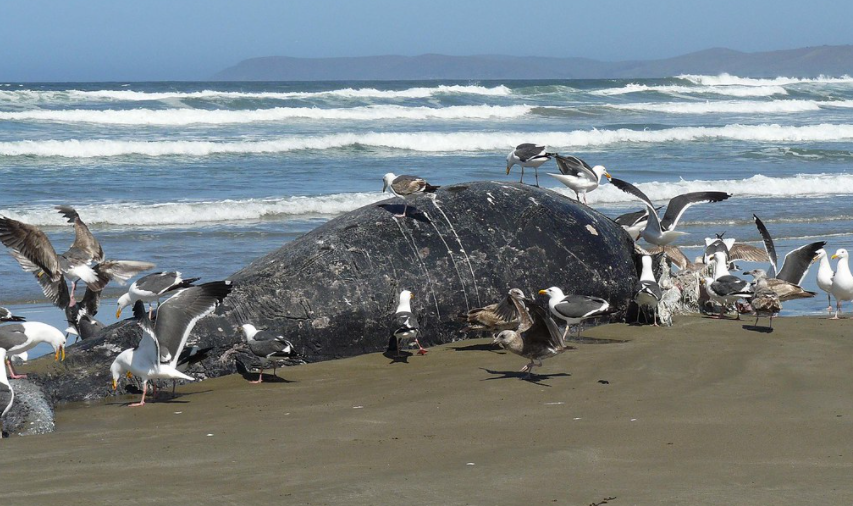 A stray whale died in Osaka Bay, raising questions about the cause and the cost of disposal